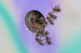 14.11.2024 Почти 60 тысяч пчелосемей насчитывается в Приморье | Администрация муниципального округа город Партизанск Приморского края Официальный сайт