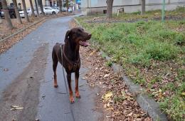 19.11.2024 Домашних животных чипируют через ТСЖ в Приморье | Администрация муниципального округа город Партизанск Приморского края Официальный сайт