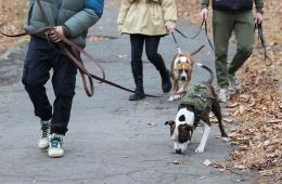 12.11.2024 Более 200 собак уже зарегистрировали в Приморье | Администрация муниципального округа город Партизанск Приморского края Официальный сайт