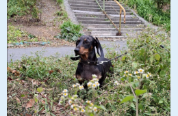 22.10.2024 Домашних собак регистрируют в Приморье бесплатно | Администрация муниципального округа город Партизанск Приморского края Официальный сайт