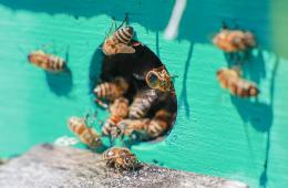 18.11.2025 Агентство по развитию пчеловодства: Просим всех пчеловодов края сообщить о состоянии дел на своей пасеке | Администрация муниципального округа город Партизанск Приморского края Официальный сайт