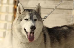 13.12.2024 Какие собаки подлежат регистрации в Приморье? | Администрация муниципального округа город Партизанск Приморского края Официальный сайт