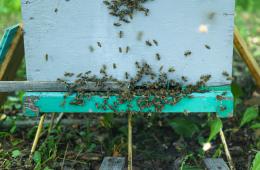 21.11.2024 Методику разведения пчел в особых климатических условиях разработает приморская наука | Администрация муниципального округа город Партизанск Приморского края Официальный сайт