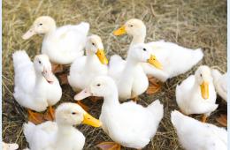 04.03.2026 Ветеринарная служба информирует население о необходимости соблюдения мер безопасности | Администрация муниципального округа город Партизанск Приморского края Официальный сайт