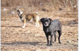 03.02.2022 Режим повышенной готовности для решения вопроса с бродячими собаками действует в Приморье. РАЗЪЯСНЕНИЯ, сообщает www.primorsky.ru | Администрация муниципального округа город Партизанск Приморского края Официальный сайт