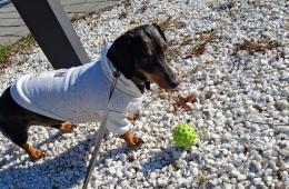 05.11.2024 Регистрация домашних животных: что нужно знать приморцам. ПАМЯТКА  | Администрация муниципального округа город Партизанск Приморского края Официальный сайт