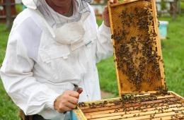 28.11.2024 Лучшие практики пчеловодства представят в Приморье в декабре | Администрация муниципального округа город Партизанск Приморского края Официальный сайт