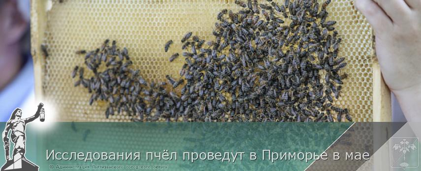 Исследования пчёл проведут в Приморье в мае | Администрация муниципального округа город Партизанск Приморского края Официальный сайт
