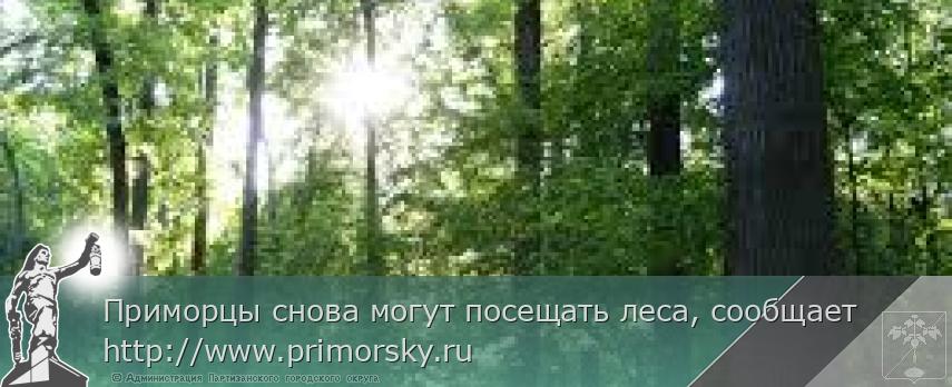 Приморцы снова могут посещать леса, сообщает http://www.primorsky.ru  | Администрация муниципального округа город Партизанск Приморского края Официальный сайт