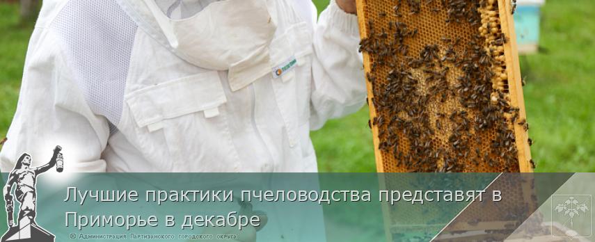 Лучшие практики пчеловодства представят в Приморье в декабре | Администрация муниципального округа город Партизанск Приморского края Официальный сайт