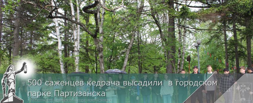 500 саженцев кедрача высадили  в городском парке Партизанска  | Администрация муниципального округа город Партизанск Приморского края Официальный сайт