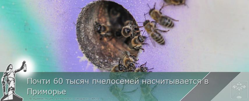 Почти 60 тысяч пчелосемей насчитывается в Приморье | Администрация муниципального округа город Партизанск Приморского края Официальный сайт