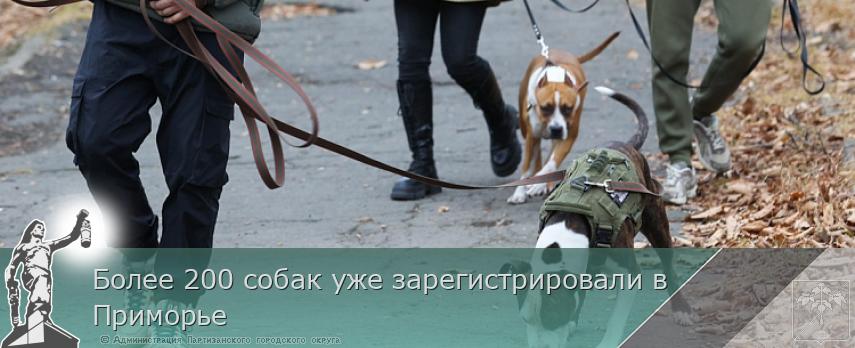 Более 200 собак уже зарегистрировали в Приморье | Администрация муниципального округа город Партизанск Приморского края Официальный сайт