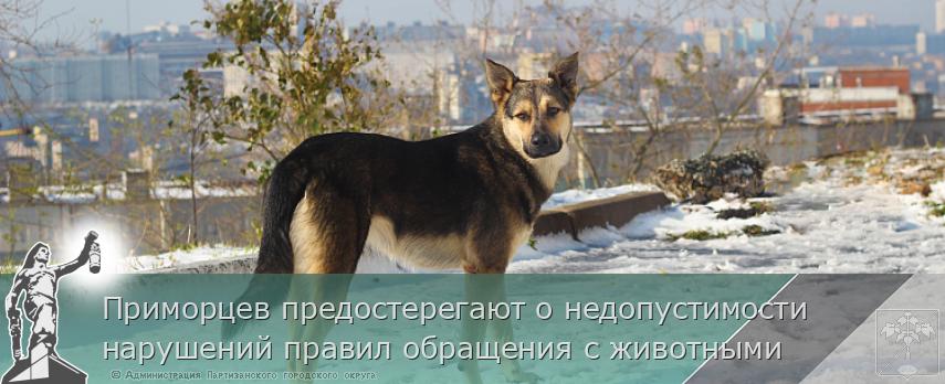 Приморцев предостерегают о недопустимости нарушений правил обращения с животными | Администрация муниципального округа город Партизанск Приморского края Официальный сайт