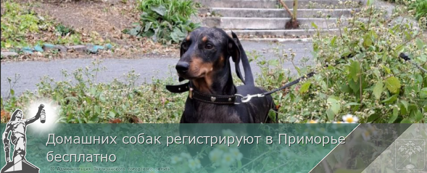 Домашних собак регистрируют в Приморье бесплатно | Администрация муниципального округа город Партизанск Приморского края Официальный сайт